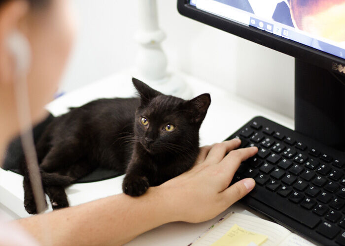 Fostering - Cat Lovers Ballarat