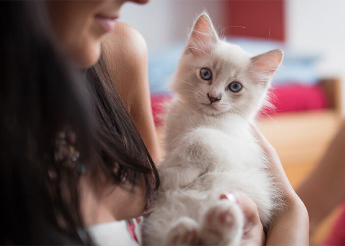 Fostering - Cat Lovers Ballarat