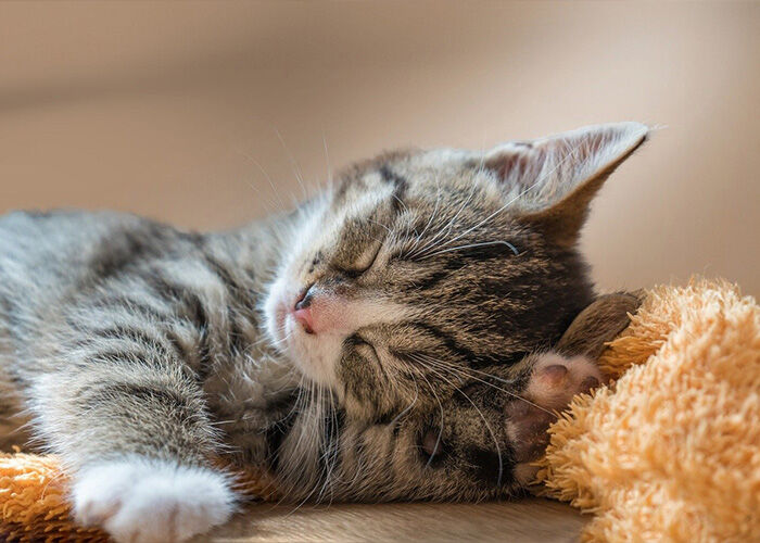 Fostering - Cat Lovers Ballarat