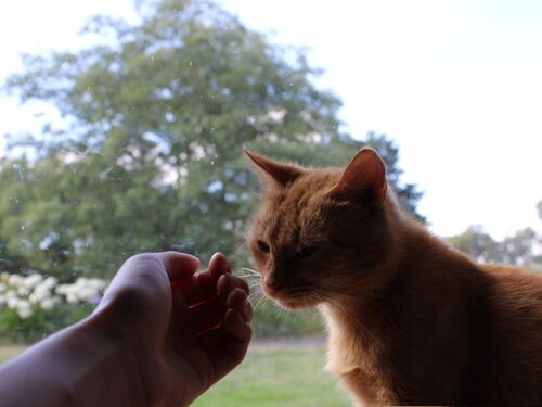 Donate - Cat Lovers Ballarat